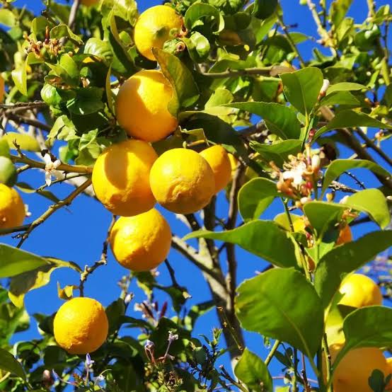 Balaji Lemon Plants — Lemon sapling available at Agro Nursery Garden
